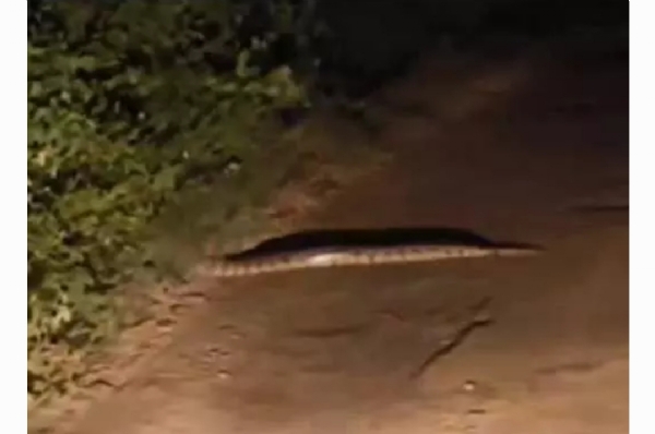 కొండచిలువ