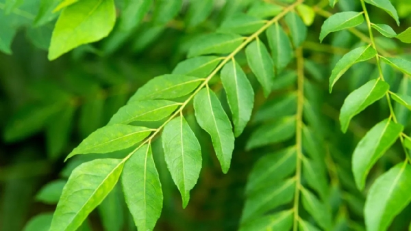 If you use curry leaves in that way, you will stay away from illness