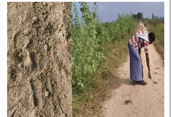 పులి సంచారం