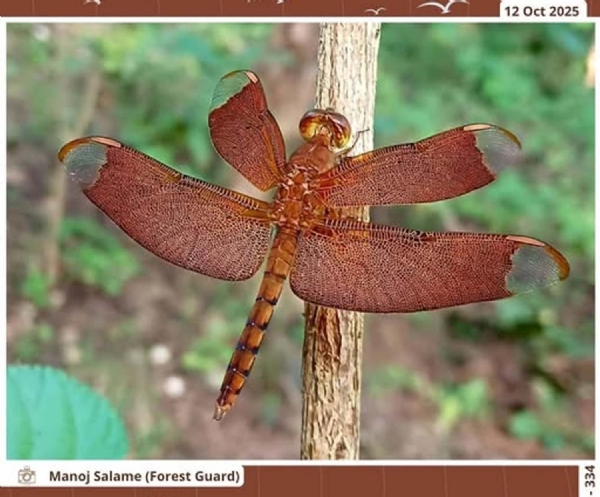 Seoni: The fascinating dragonfly – Fulvous Forest Skimmer – has been spotted on the forest banks of Pench National Park. Seoni: The fascinating dragonfly – Fulvous Forest Skimmer – has been spotted on the forest banks of Pench National Park.