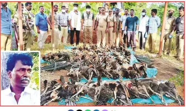 40 నెమళ్లు మృతి