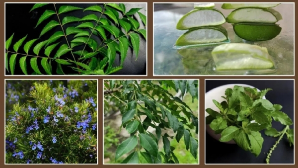 ఆకులే కదా అని అలుసుగా చూడకండి! అందాన్ని మీ ఇంటి పేరుగా మార్చే శక్తి వాటికుంది..