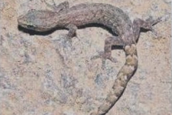 తిరుమల తిరుమల