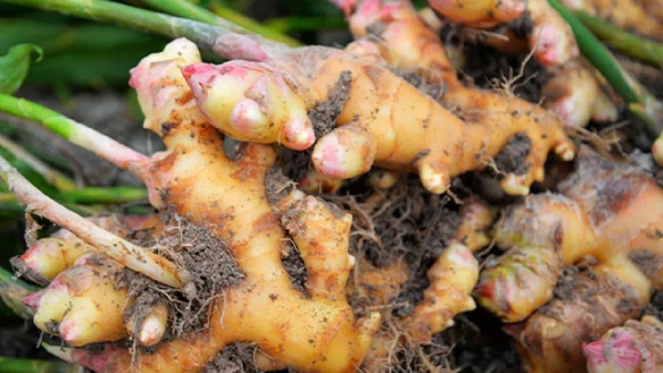 Powerful Ginger: 10 Health Problems Solved Naturally, How It Boosts Immunity Powerful Ginger: 10 Health Problems Solved Naturally, How It Boosts Immunity