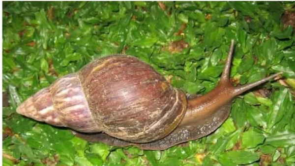 african-snails-sucking-and-gnawing-crops-in-andhra-pradesh-districts-481523