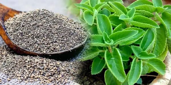 వాము ఆకుల్లో ఘాటైన ఔషధ గుణాలు.. ఇంట్లోనే ఇలా పెంచుకోవ‌చ్చు?