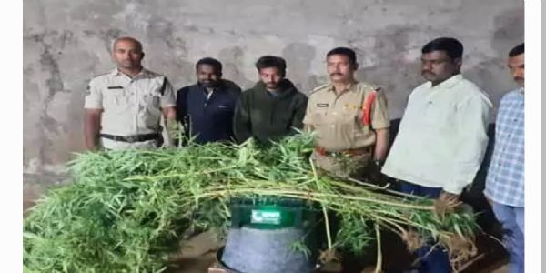 ఇంటి పెరట్లో గంజాయి మొక్కల పెంపకం.. పోలీసుల దాడి