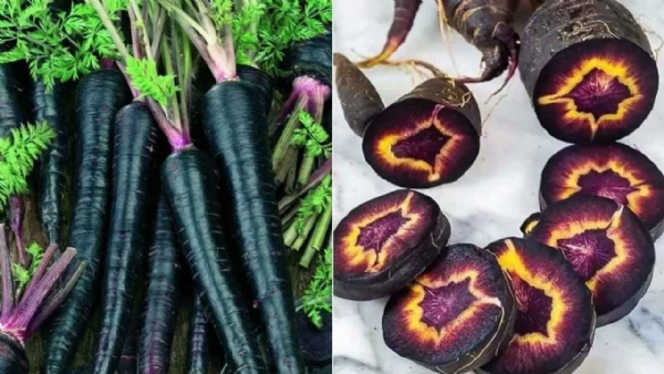 Black carrots have a unique taste, different from white or orange carrots ssd spl
