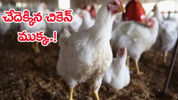 తెలుగు రాష్ట్రాల్లో స్వల్పంగా పెరిగిన చికెన్-మటన్ ధరలు.. ఎంతంటే..? తెలుగు రాష్ట్రాల్లో స్వల్పంగా పెరిగిన చికెన్-మటన్ ధరలు.. ఎంతంటే..?