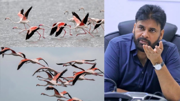 Pawan Kalyan says Pulicat Lake to be Global Flamingo, Eco Tourism Hub