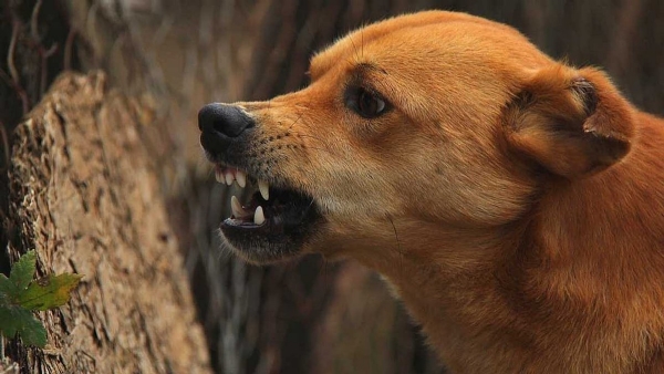 stray dog attack stray dog attack