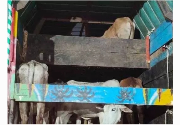 పశువుల అక్రమ రవాణా పశువుల అక్రమ రవాణా