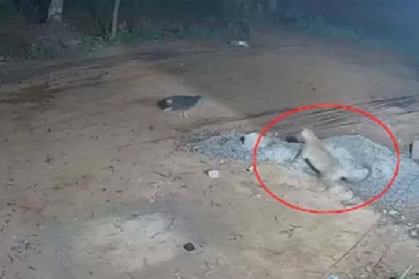 sv-university-tirupati-leopard-attack-sparks-alert sv-university-tirupati-leopard-attack-sparks-alert