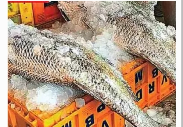 చేపలు చేపలు