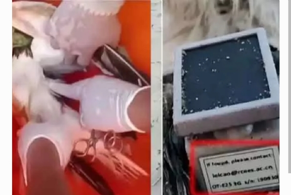 చైనా స్పై పక్షి చైనా స్పై పక్షి