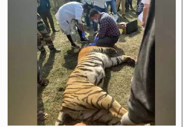 పులుల మరణం