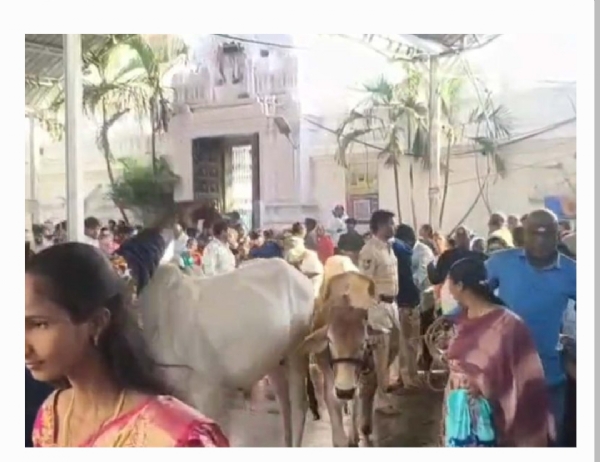 రాజన్న అక్రమ దర్శనాలు రాజన్న అక్రమ దర్శనాలు