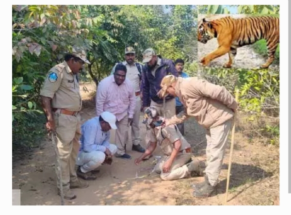 పెద్దపులి