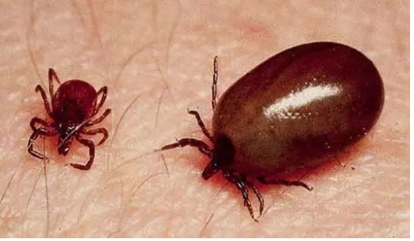 scrub-typhus-is-rampant-in-chittoor-over-380-cases-registered-500141 scrub-typhus-is-rampant-in-chittoor-over-380-cases-registered-500141