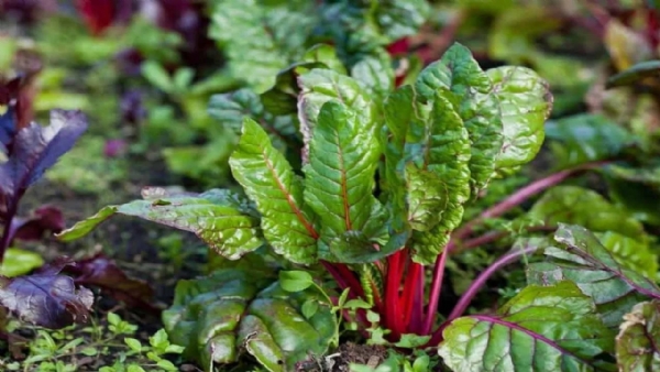 Beetroot Leaves Benefits: Boost Immunity, Gut Health And Strong Bones Beetroot Leaves Benefits: Boost Immunity, Gut Health And Strong Bones