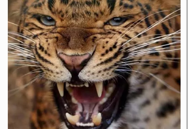 చిరుత దాడి