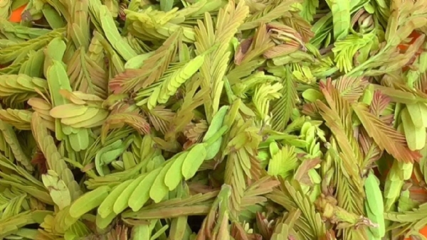 చింతలన్నీ దూరం చేసే దివ్యౌషధం.. తెలిస్తే ఆశ్చర్యపోతారు..! చింతలన్నీ దూరం చేసే దివ్యౌషధం.. తెలిస్తే ఆశ్చర్యపోతారు..!