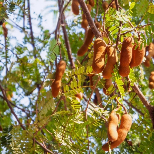 tamarind has many medicinal properties