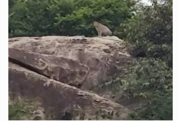 చిరుత