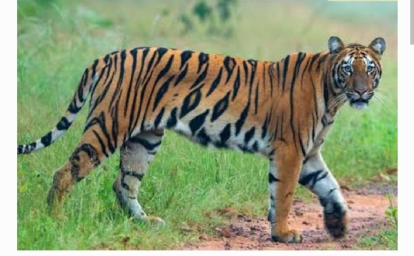 టైగర్ జోన్