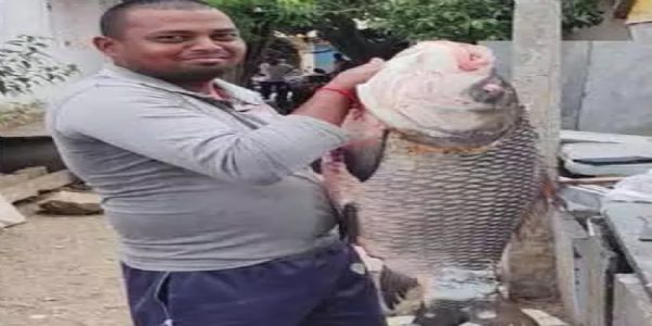 కృష్ణా నదిలో 20 కిలోల బాహుబలి చేప..