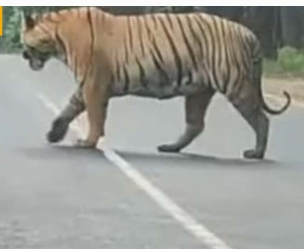 పెద్దపులి సంచారం