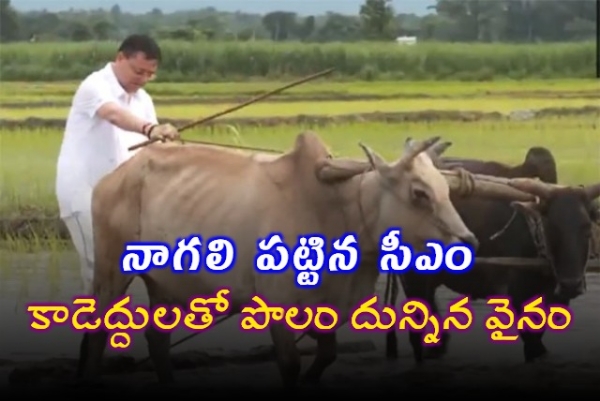 రైతుగా మారిన సీఎం.. కాడెద్దులతో పొలం దున్నిన వైనం..
