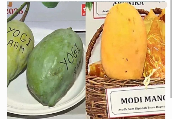 యోగి మోదీ మ్యాంగోస్