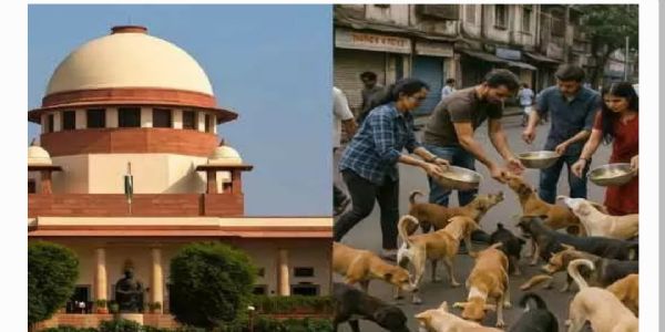వీధి కుక్కలను షెల్టర్లకు పంపండి.. ఢిల్లీ అధికారులకు సుప్రీంకోర్టు సీరియస్ ఆదేశం
