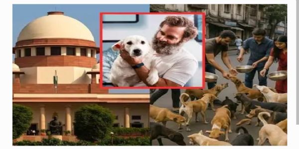 గొంతు లేని జీవులు సమస్య కాదు.. సుప్రీంకోర్టు ఆదేశంపై రాహుల్ గాంధీ