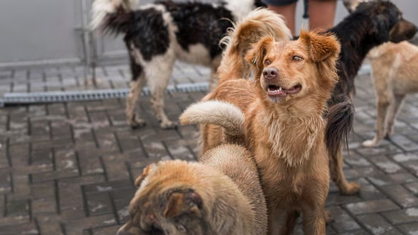 Stray dog ​​attack