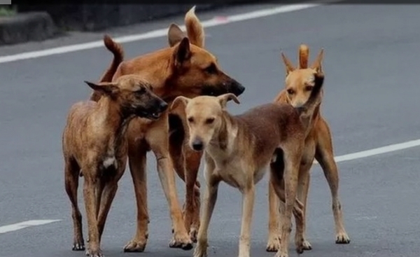 కుక్కలు దాడి