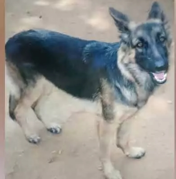 పోలీస్ జాగిలం