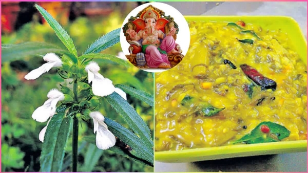 THUMMIKURA PAPPU RECIPE