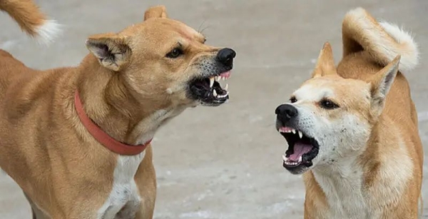 Street Dogs