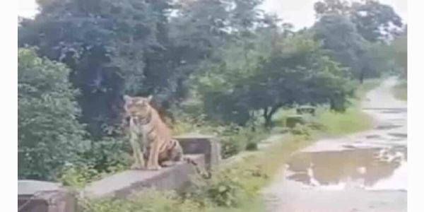 మంచిర్యాలలో పులి సంచారం.. భయాందోళనల్లో ప్రజలు