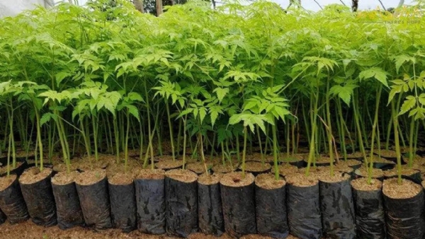 Malabar Neem Wood: High Demand Plywood Timber Fast Growing A