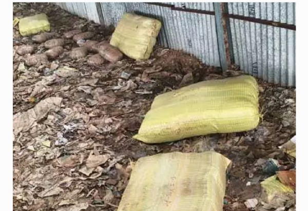 గంజాయి