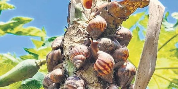 వామ్మో ఇవి మామూలు నత్తలు కావట..! రైతుల పంటలను నాశనం చేస్తున్న ఆఫ్రికన్ నత్తలు.
