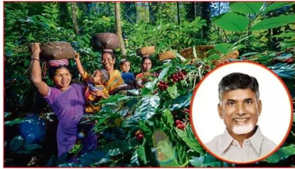 araku-coffee-is-famous-internationally-479442