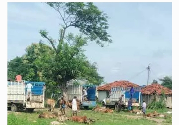పశువుల వాహనాలు