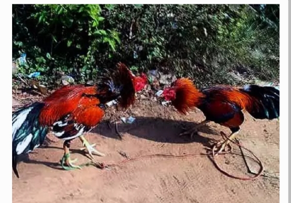 తెలంగాణ సంక్రాంతి తెలంగాణ సంక్రాంతి