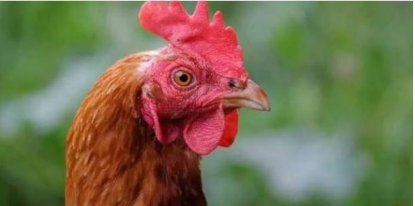 -sankranthi-effect-there-is-huge-demand-for-natukodi-what-is-the-price-o -sankranthi-effect-there-is-huge-demand-for-natukodi-what-is-the-price-o