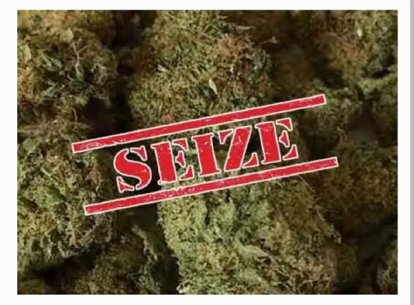 గంజాయి గంజాయి