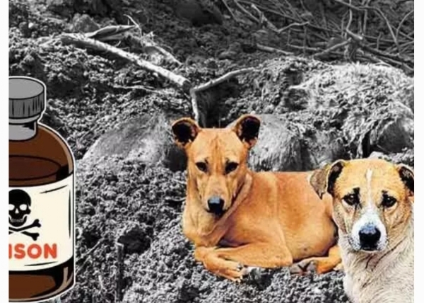 కుక్కల మృతి